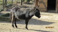 IMG_1260.jpg, 27kB